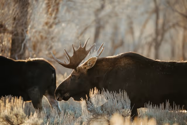 Claude Code Skills automated content publishing workflow diagram